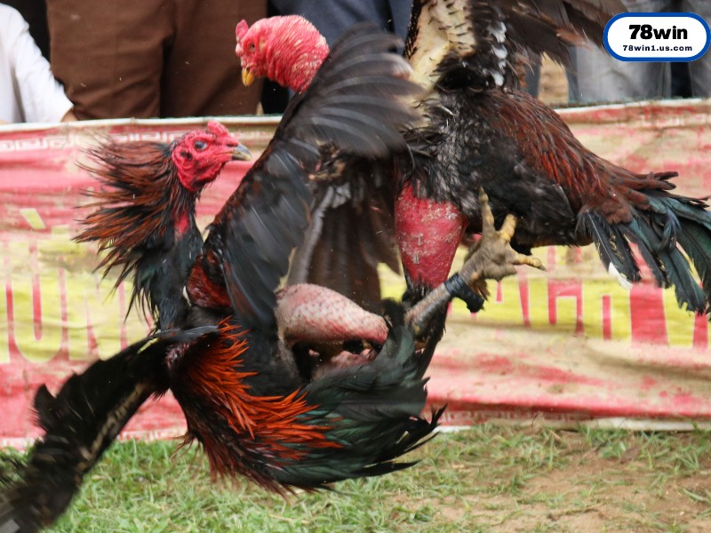 Luật Chơi Cơ Bản Tại Đấu Trường Thomo