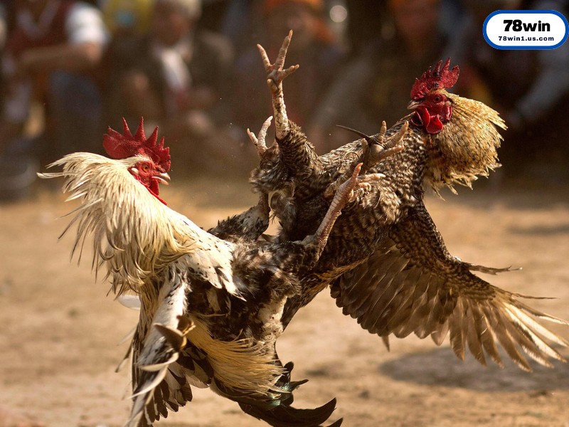 Những lý do khiến Đá Gà 78WIN trở thành lựa chọn hàng đầu